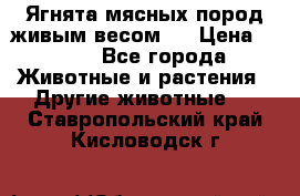 Ягнята мясных пород живым весом.  › Цена ­ 125 - Все города Животные и растения » Другие животные   . Ставропольский край,Кисловодск г.